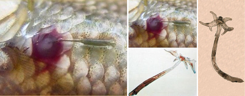 Hình dạng của trùng mỏ neo và cách thức bám trên da cá Koi
