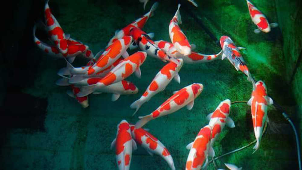 hồ cá chép koi với những chú cá Koi màu cam