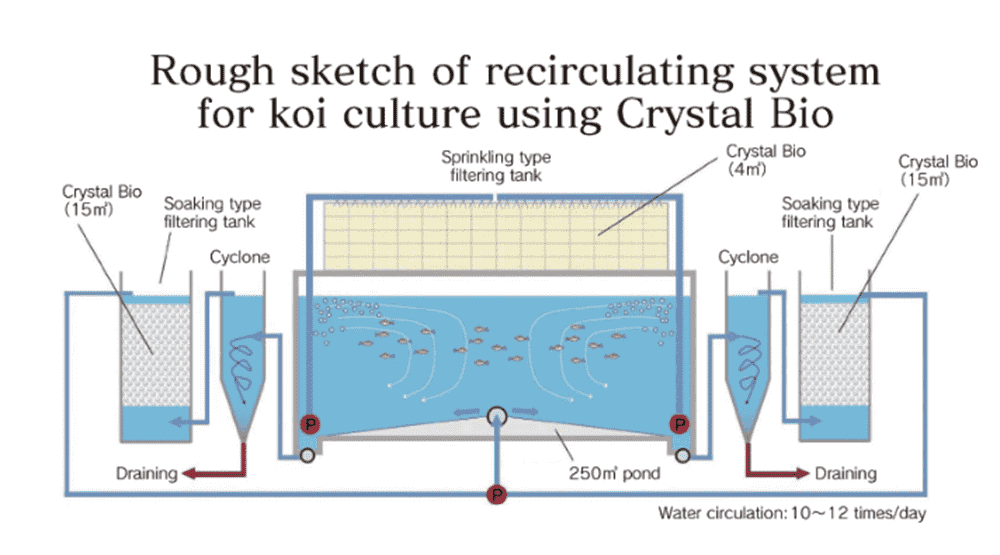Hệ sinh thái hồ cá Koi sử dụng Crystal Bio