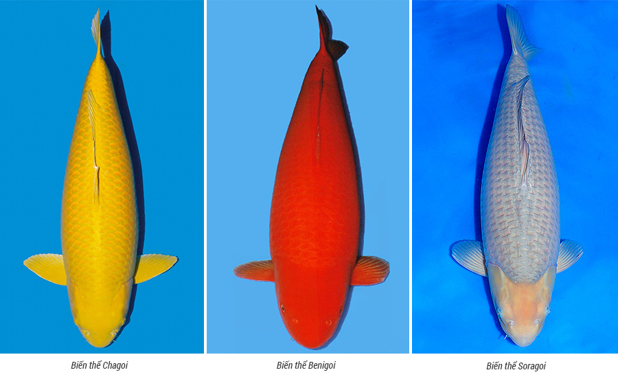 Các loại cá Koi màu vàng, cam, trắng ngà