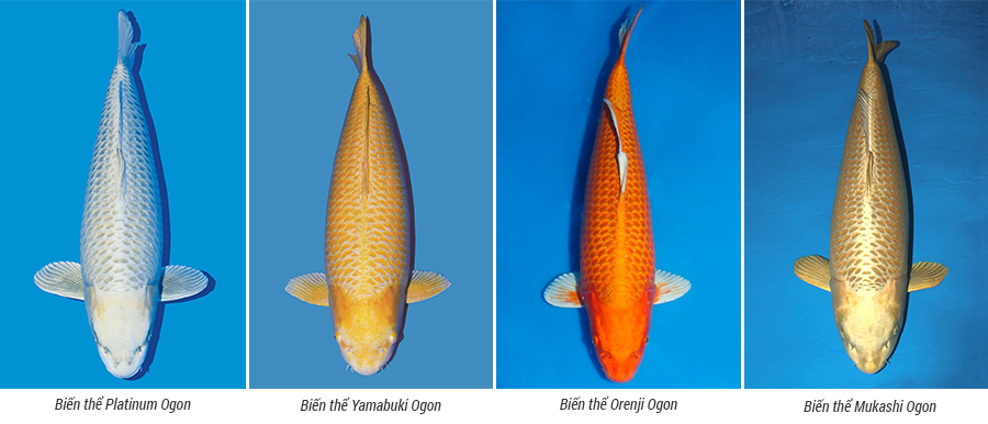 Các loại biến thể cá Koi với màu sắc lạ