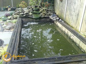 Nước hồ cá Koi đục, rêu xanh cần được cải tạo, bảo dưỡng