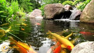 Kiểu thác nước tự nhiên cho hồ cá Koi