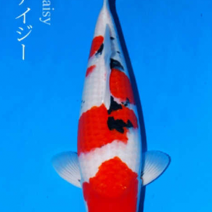 Cá Koi Nhật Daisy No.012