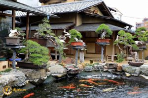 Hồ cá Koi theo phong cách Nhật Bản với bonsai